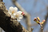 ソメイヨシノ開花
