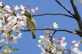 桜とメジロ