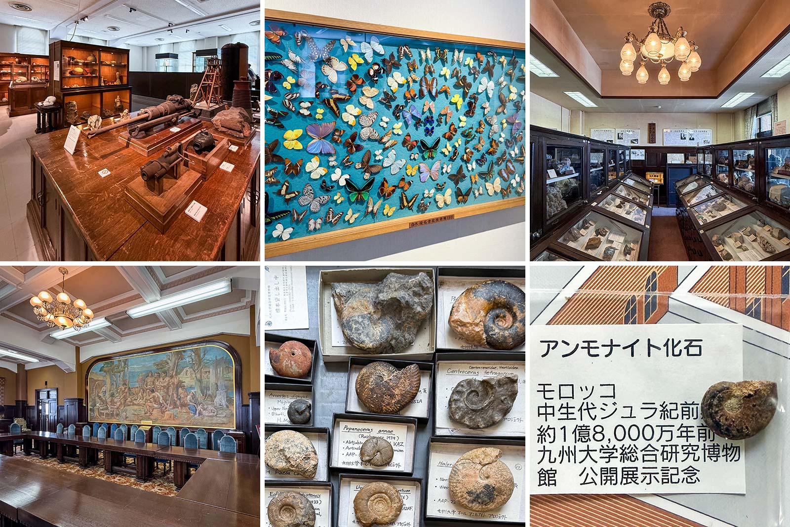 九州大学総合研究博物館